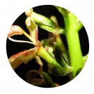 DwarfGiantFarm 200Pcs A Set Alpinia pumila Seed  Prodgf