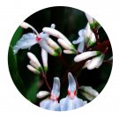 DwarfGiantFarm 200Pcs A Set Alpinia tonkinensis Gagn Seed  Prodgf
