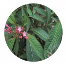 DwarfGiantFarm 200Pcs A Set Alstonia Yunnanensis Diels Seed   Prodgf