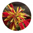 DwarfGiantFarm 200Pcs A Set Alternanthera bettzickiana Seed   Prodgf