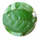 DwarfGiantFarm 200Pcs A Set Alternanthera sessilis Seed   Prodgf