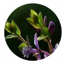 DwarfGiantFarm 200Pcs A Set Polygala japonica Houtt. Seed  Prodgf