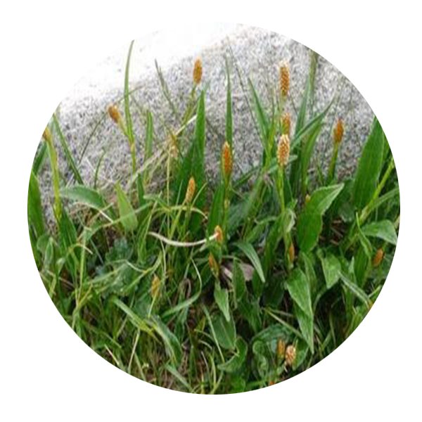DwarfGiantFarm 200Pcs A Set Polygonum alopecuroides Seed   Prodgf