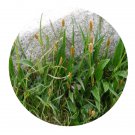 DwarfGiantFarm 200Pcs A Set Polygonum alopecuroides Seed   Prodgf