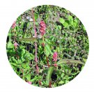 DwarfGiantFarm 200Pcs A Set Polygonum hydropiper. Seed  Prodgf