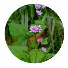 DwarfGiantFarm 200Pcs A Set Polygonum capitatum Buch.-Ham Seed  Prodgf