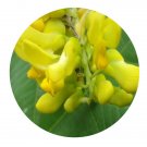 DwarfGiantFarm 200Pcs A Set Polygala aureocauda Dunn Seed   Prodgf