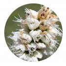 DwarfGiantFarm 200Pcs A Set Polygonum viviparum Seed  Prodgf