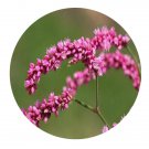 DwarfGiantFarm 200Pcs A Set Polygonumorientale Seed  Prodgf