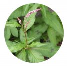 DwarfGiantFarm 200Pcs A Set Polygonum lapathifolium Seed   Prodgf