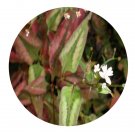 DwarfGiantFarm 200Pcs A Set Polygonum runcinatum Seed   Prodgf