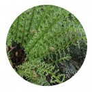 DwarfGiantFarm 200Pcs A Set Polystichum omeiense C.Chr. Seed    Prodgf