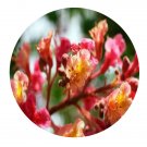 DwarfGiantFarm 200Pcs A Set Aesculus carnea Briotii Seed   Prodgf