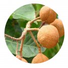 DwarfGiantFarm 200Pcs A Set aesculus wilsonii Seed    Prodgf