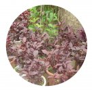 DwarfGiantFarm 200Pcs A Set Altemanthera Ficoidea Seed Proqgf