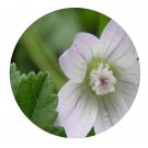 DwarfGiantFarm 200Pcs A Set Althaea officinalis Seed Proqgf