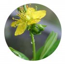 DwarfGiantFarm 200Pcs A Set Hypericum ascyron Seed Proqgf