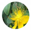DwarfGiantFarm 200Pcs A Set Hypericum monogynum Seed Proqgf