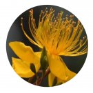 DwarfGiantFarm 200Pcs A Set Hypericum perforatum Seed  Proqgf