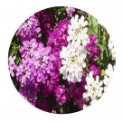 DwarfGiantFarm 200Pcs A Set Iumbellata Seed    Proqgf