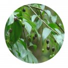 DwarfGiantFarm 200Pcs A Set Ilex asprella Seed  Proqgf