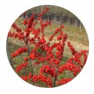 DwarfGiantFarm 200Pcs A Set Ilex verticillata Seed   Proqgf