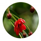 DwarfGiantFarm 200Pcs A Set Illicium lanceolatum A.C.Smith Seed Proqgf