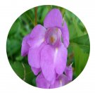 DwarfGiantFarm 200Pcs A Set Impatiens chinensis Linn Seed Proqgf