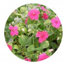 DwarfGiantFarm 200Pcs A Set Impatiens holstii Engler et Warb Seed  Proqgf