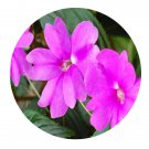 DwarfGiantFarm 200Pcs A Set Impatiens linearifolia Seed  Proqgf