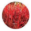 DwarfGiantFarm 200Pcs A Set Imperata cylindrical  Seed Proqgf
