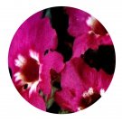 DwarfGiantFarm 200Pcs A Set Incarvillea compacta Maxim Seed Proqgf