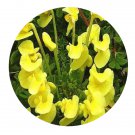 DwarfGiantFarm 200Pcs A Set Pedicularis chinensis Maxim Seed Proqgf