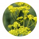 DwarfGiantFarm 200Pcs A Set Patrinia scabiosaefolia Seed Proqgf