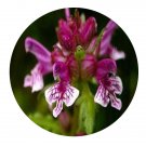 DwarfGiantFarm 200Pcs A Set Pedicularis lineata Franch Seed Proqgf
