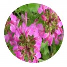 DwarfGiantFarm 200Pcs A Set Pedicularis resupinata Seed Proqgf