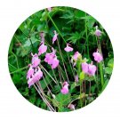 DwarfGiantFarm 200Pcs A Set Pedicularis muscicola Maxim Seed Proqgf