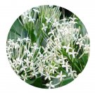 DwarfGiantFarm 200Pcs A Set Pavetta hongkongensis Seed Proqgf