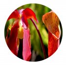 DwarfGiantFarm 200Pcs A Set Sarracenia rubra Seed  Proqgf