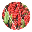 DwarfGiantFarm 200Pcs A Set Schisandra chinensls Seed   Proqgf