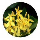 DwarfGiantFarm 200Pcs A Set Scientific name Ixora lutea Seed     Proqgf