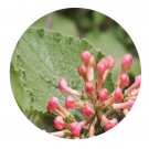 DwarfGiantFarm 200Pcs A Set Viburnum carlesii Seed    Proqgf
