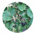 DwarfGiantFarm 200Pcs A Set Viburnum melanocarpum Seed    Proqgf