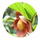 DwarfGiantFarm 200Pcs A Set Uvaria macrophylla Roxb.var.microcarpa Seed    Proqgf
