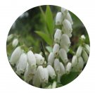 DwarfGiantFarm 200Pcs A Set Vaccinium bracteatum Seed    Proqgf