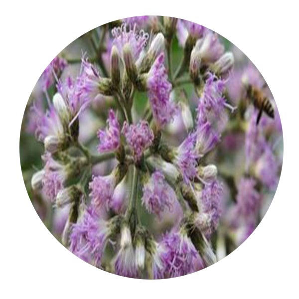 DwarfGiantFarm 200Pcs A Set vernonia volkameriifolia Seed  Proqgf