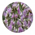 DwarfGiantFarm 200Pcs A Set vernonia volkameriifolia Seed  Proqgf