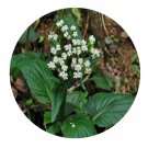 DwarfGiantFarm 200Pcs A Set Valeriana jatamansi Jones Seed  Proqgf