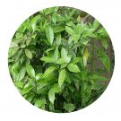 DwarfGiantFarm 200Pcs A Set var.variegata Ombr Seed Proqgf