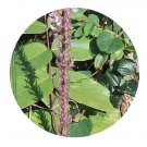 DwarfGiantFarm 200Pcs A Set Uraria lagoposioides Seed Proqgf